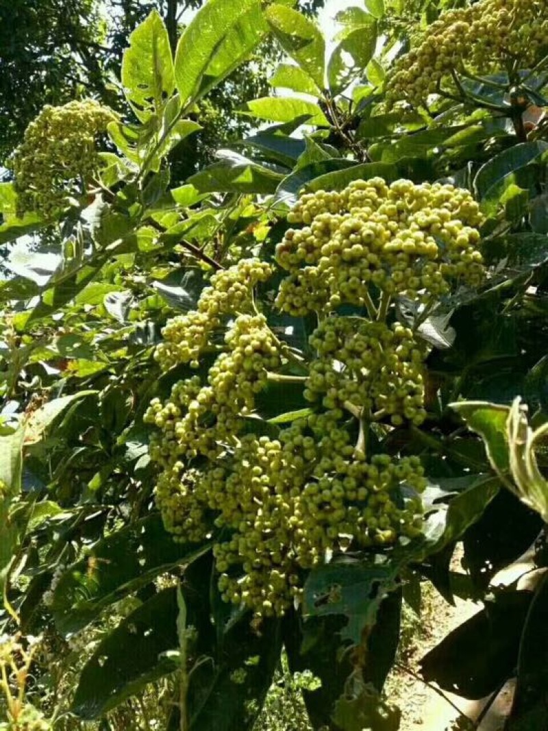 吴茱萸中花统