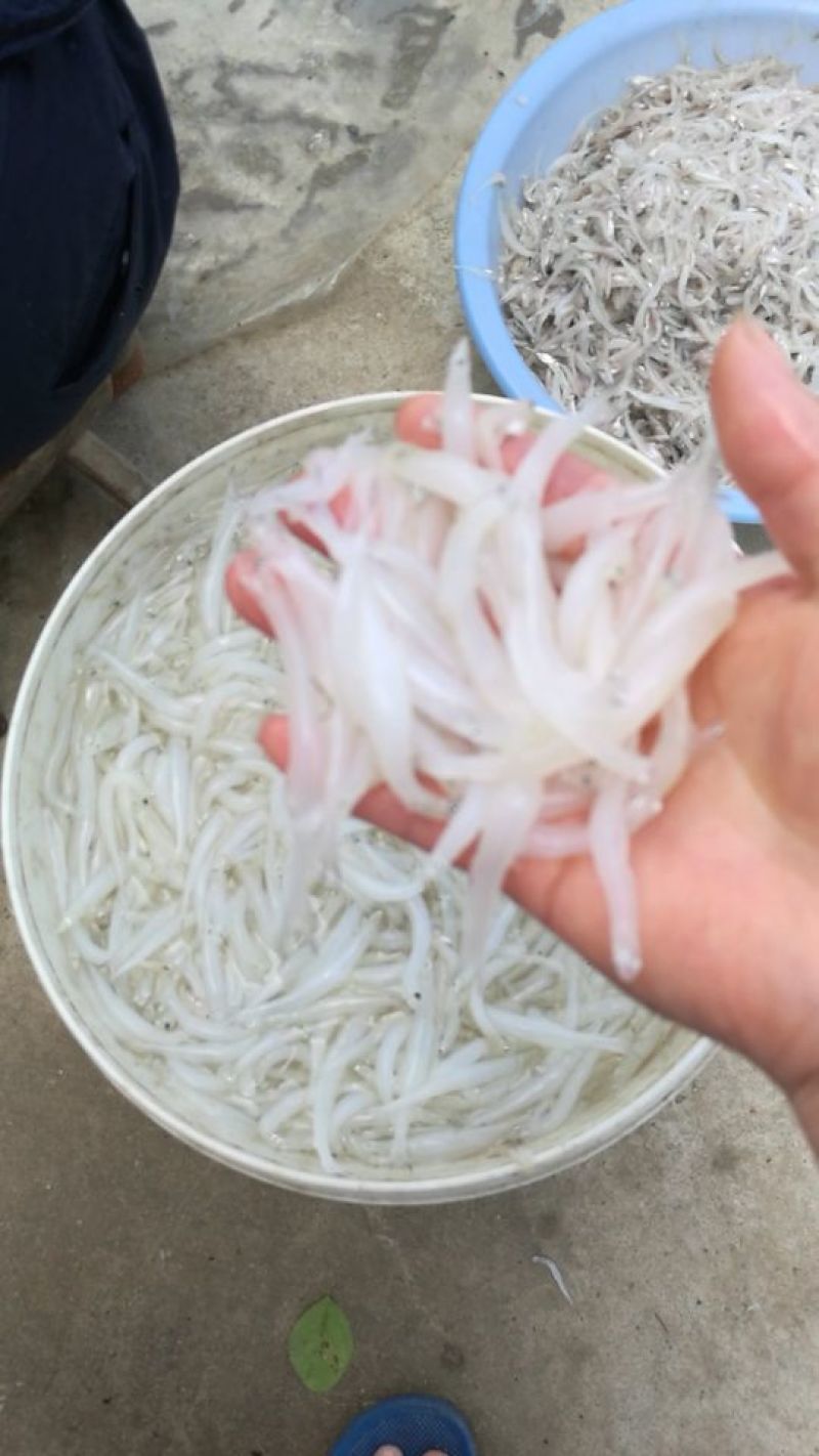 鲜货银鱼