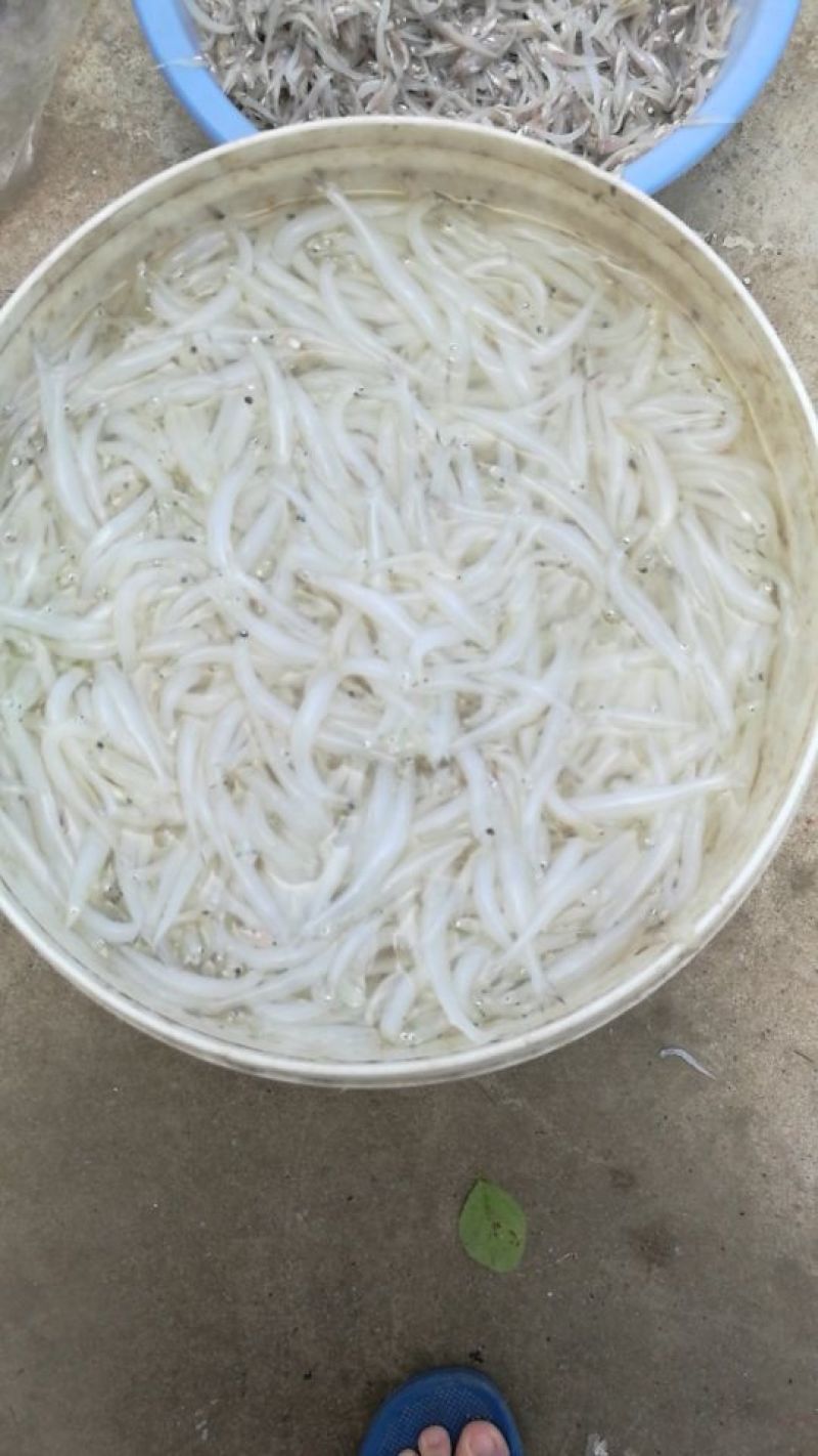 鲜货银鱼