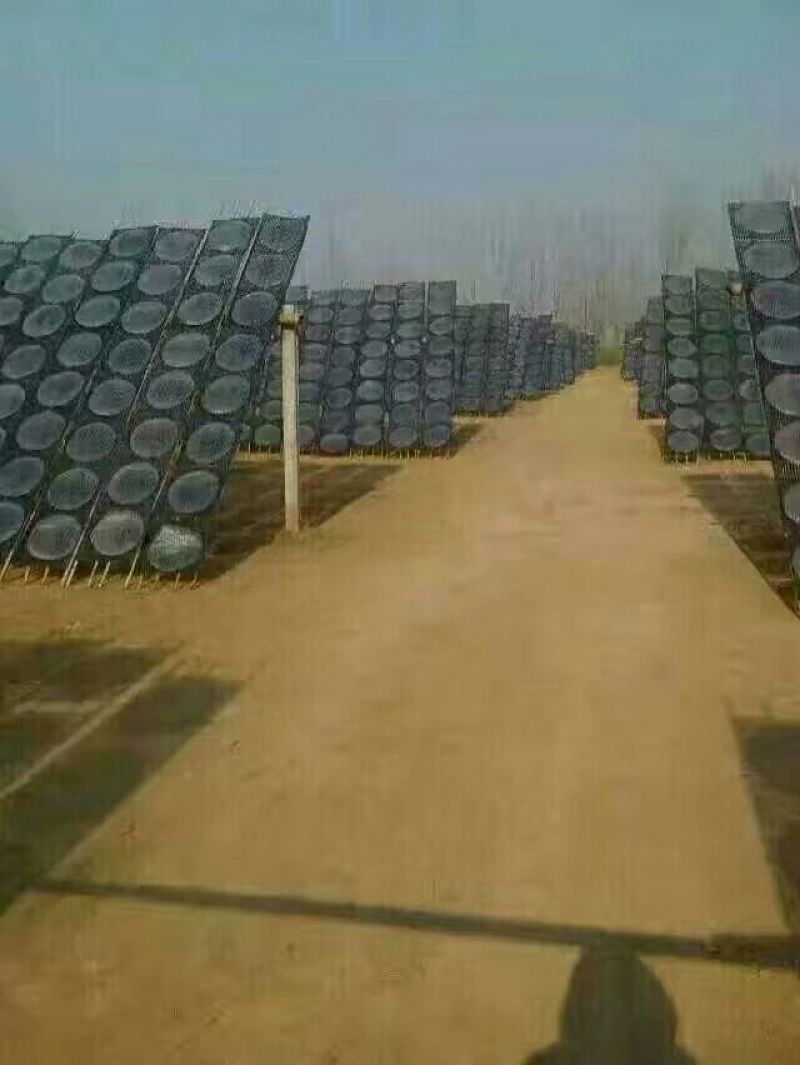 大圆粉皮
