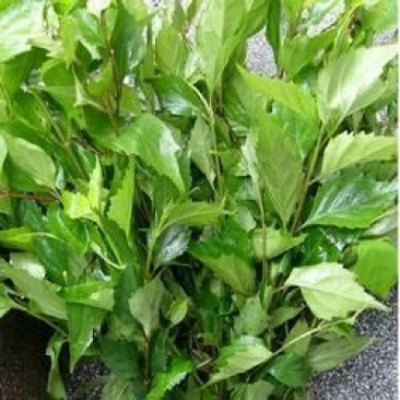 臭黄荆，豆腐柴，斑鸠树，草豆腐树！包教技术！