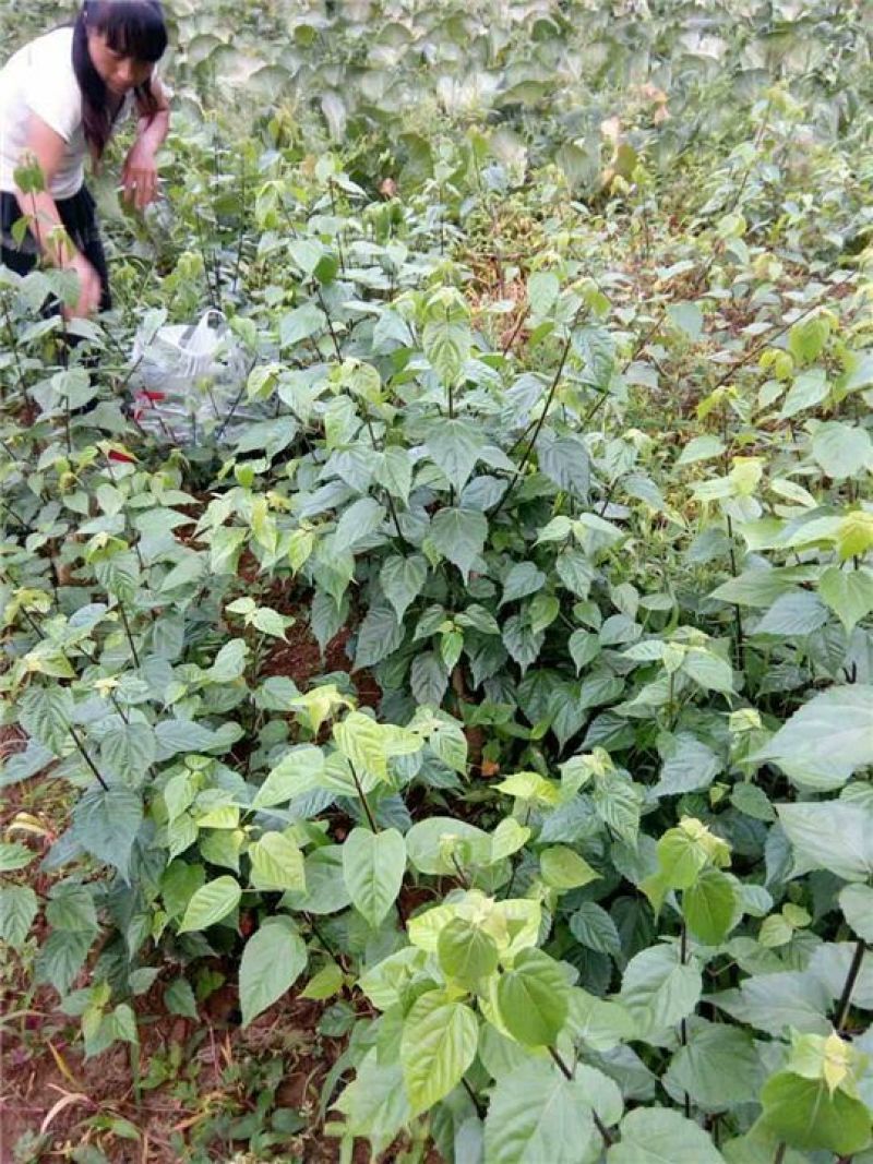臭黄荆，豆腐柴，斑鸠树，草豆腐树！包教技术！