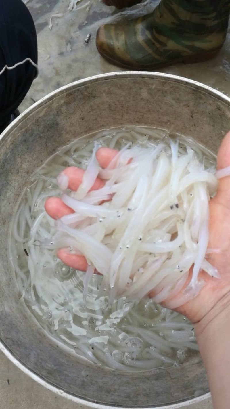 鲜货银鱼