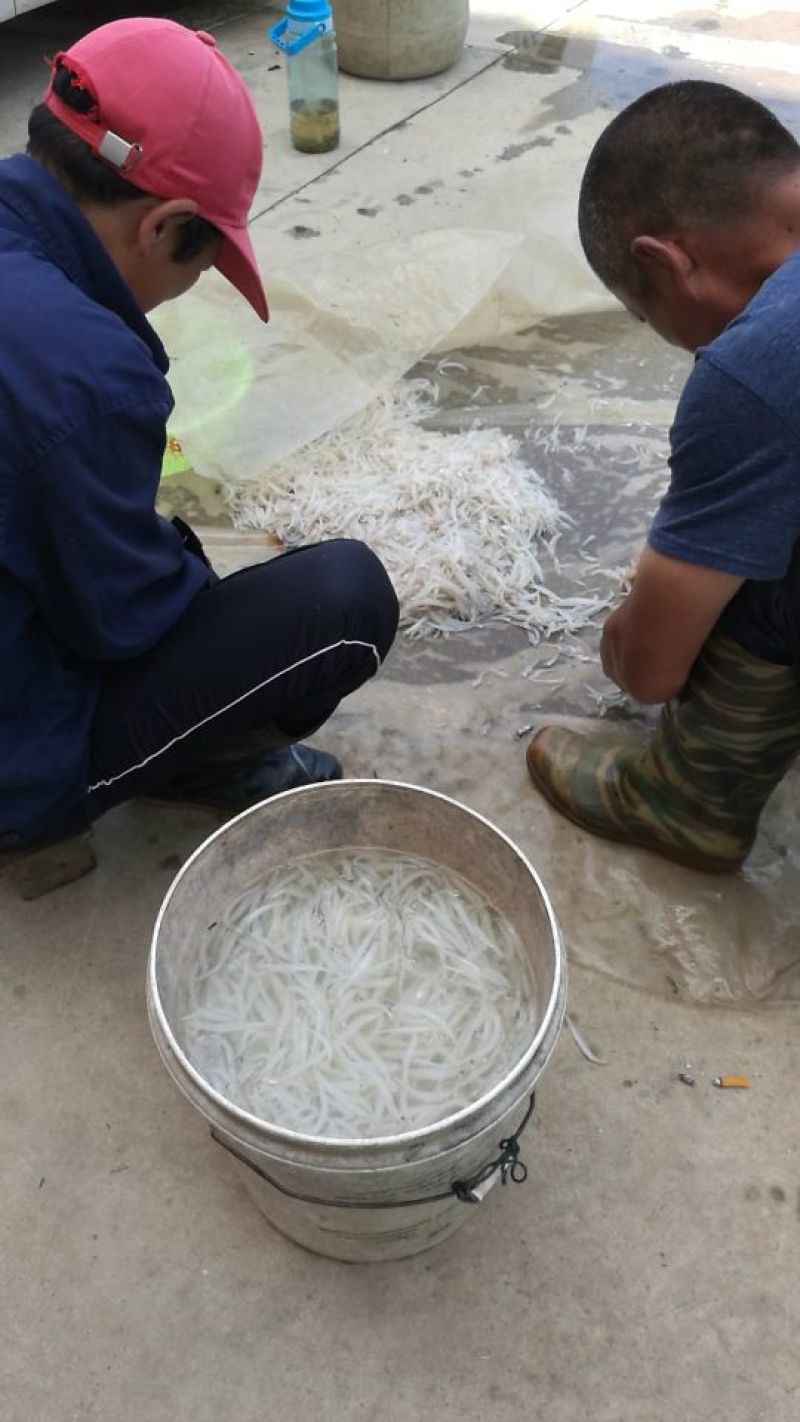 鲜货银鱼