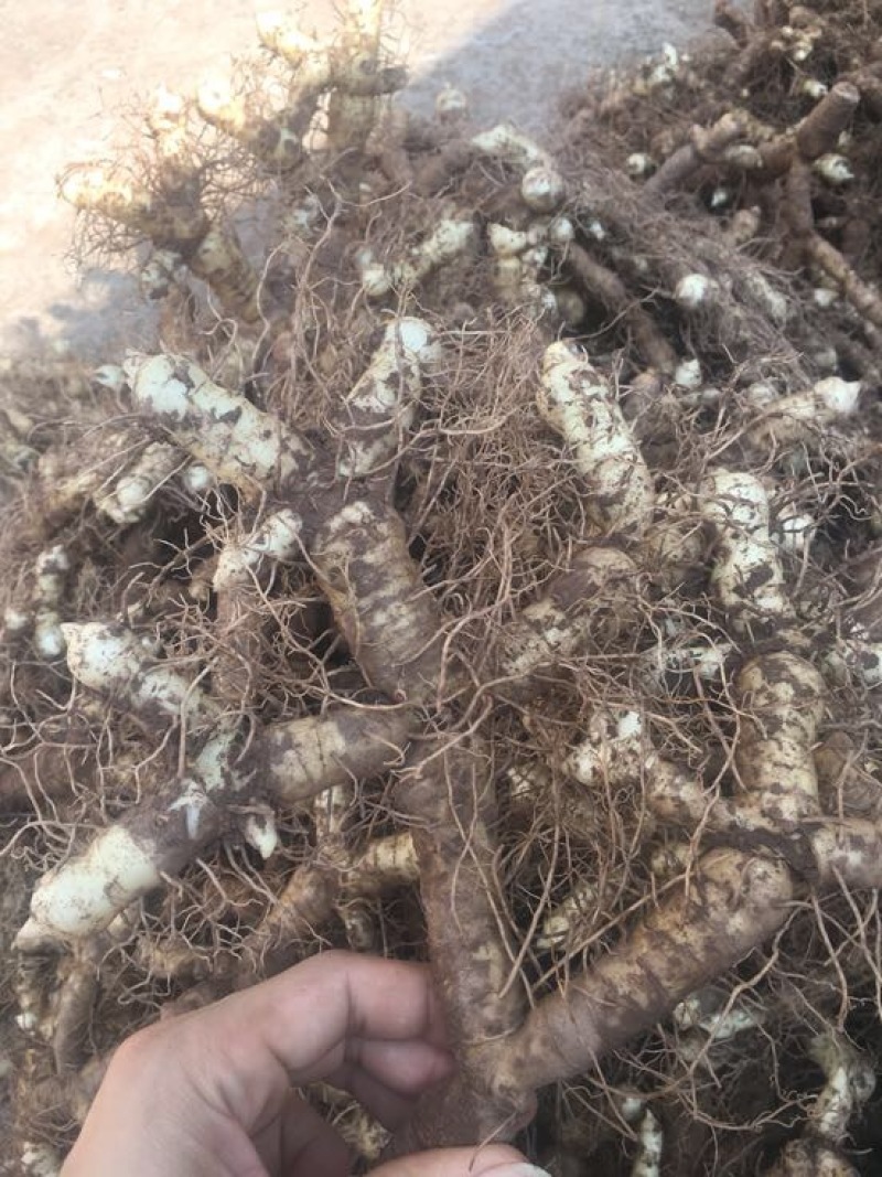 连州玉竹基地销售统货