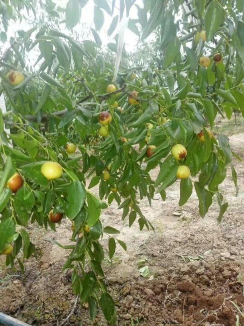 大荔水果冬枣大量上市了，