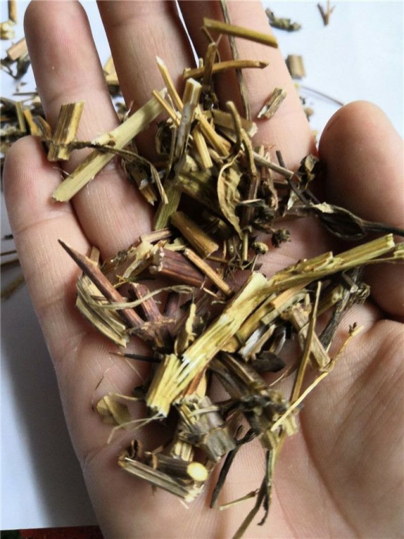 鬼针草