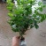 茉莉花茉莉花精品小老桩，花多带容易成活