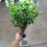 茉莉花茉莉花精品小老桩，花多带容易成活