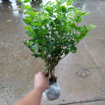 茉莉花茉莉花精品小老桩，花多带容易成活