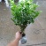 茉莉花茉莉花精品小老桩，花多带容易成活