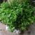 茉莉花茉莉花精品小老桩，花多带容易成活