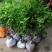 茉莉花茉莉花精品小老桩，花多带容易成活