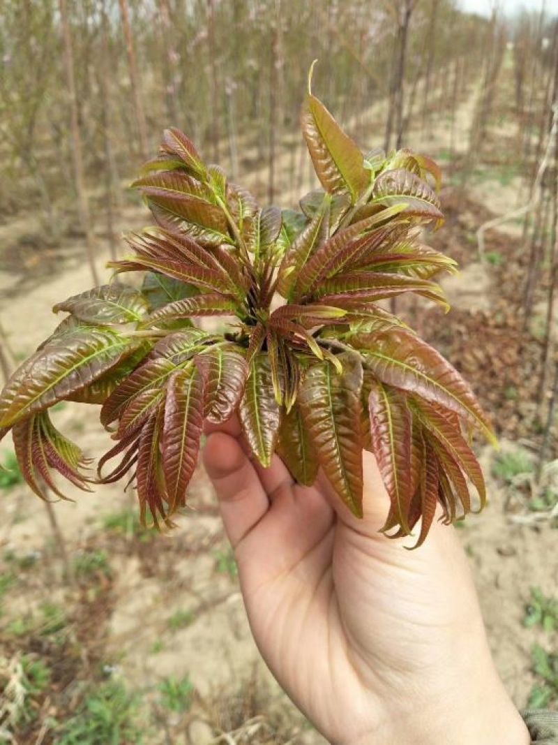 红油6号香椿苗基地直发提供种植技术指导