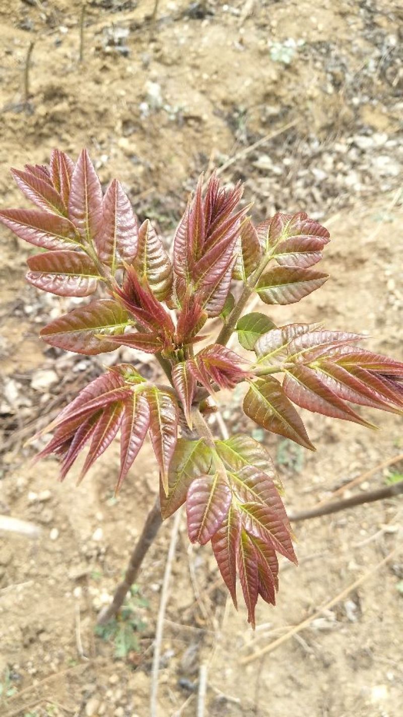 红油6号香椿苗基地直发提供种植技术指导