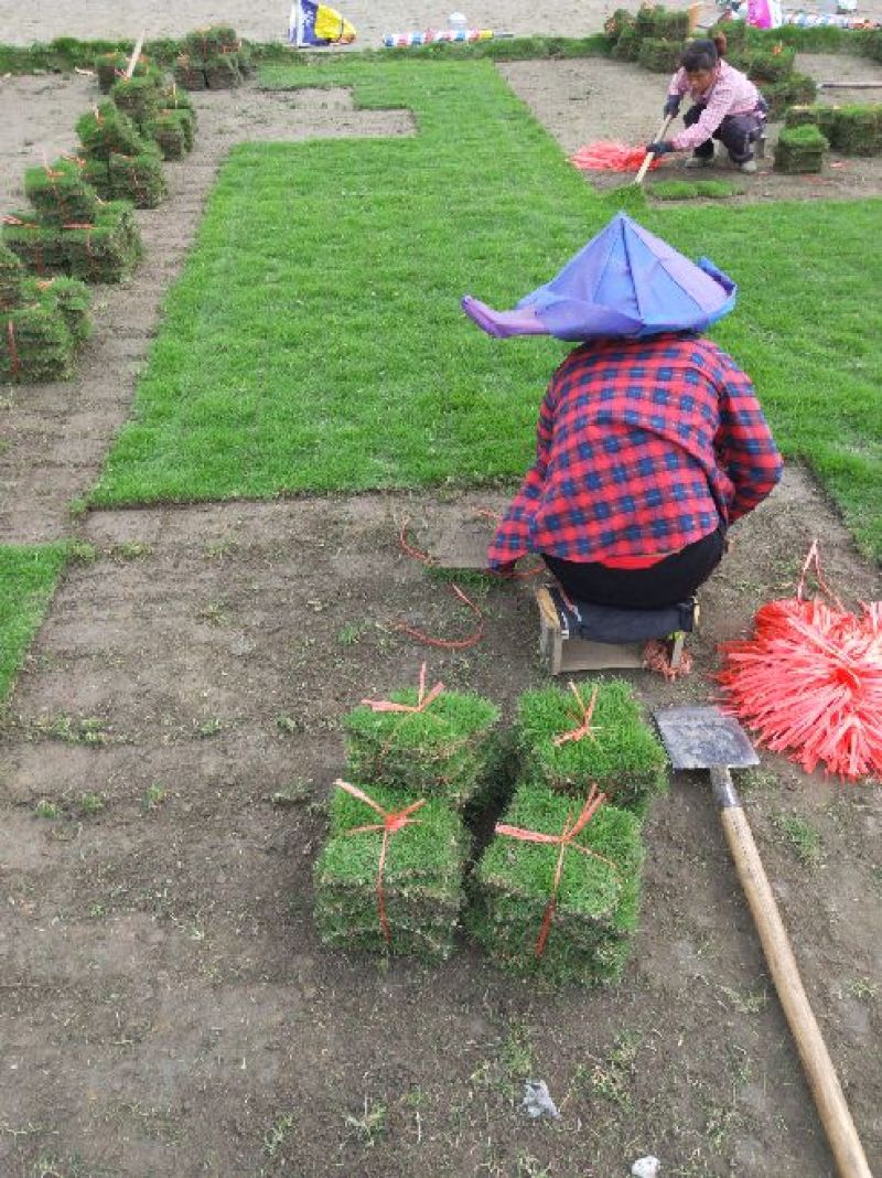 精品马尼拉草块供应