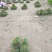 精品马尼拉草块供应
