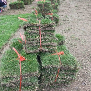 精品马尼拉草块供应