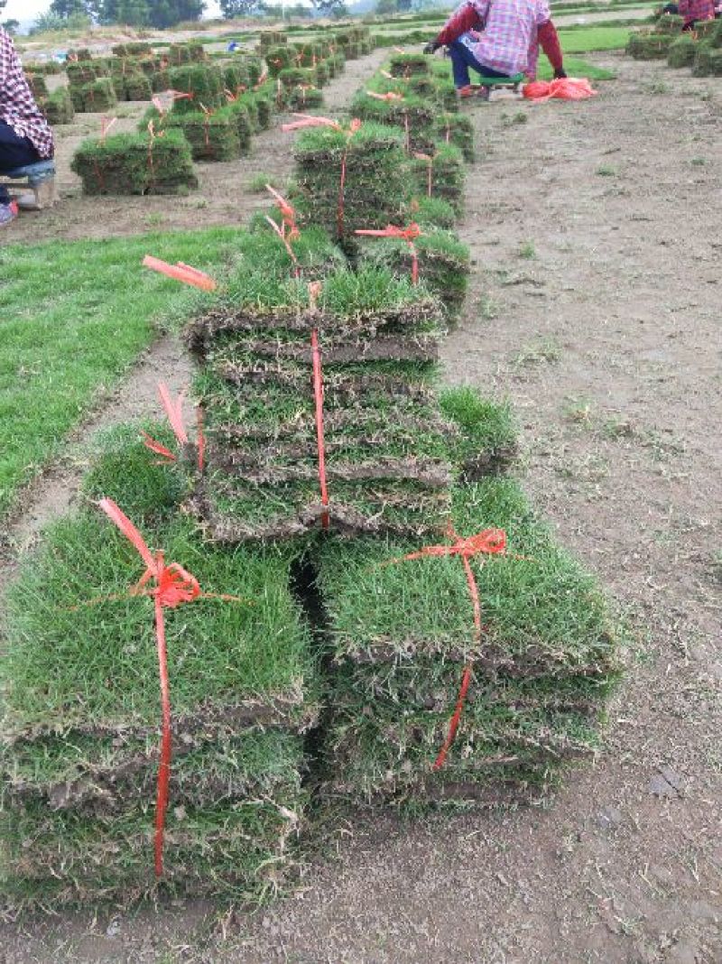 精品马尼拉草块供应