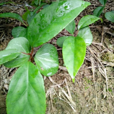 赣南野生布福娜品种小苗订购中