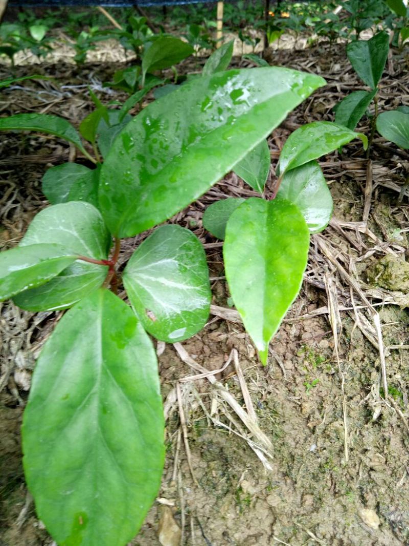 赣南野生布福娜品种小苗订购中