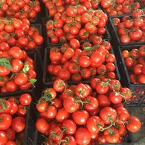 怀远西红柿大量上市大红硬果大红通货精品单果，串果