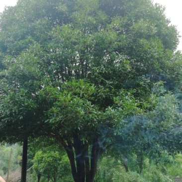 40桂花