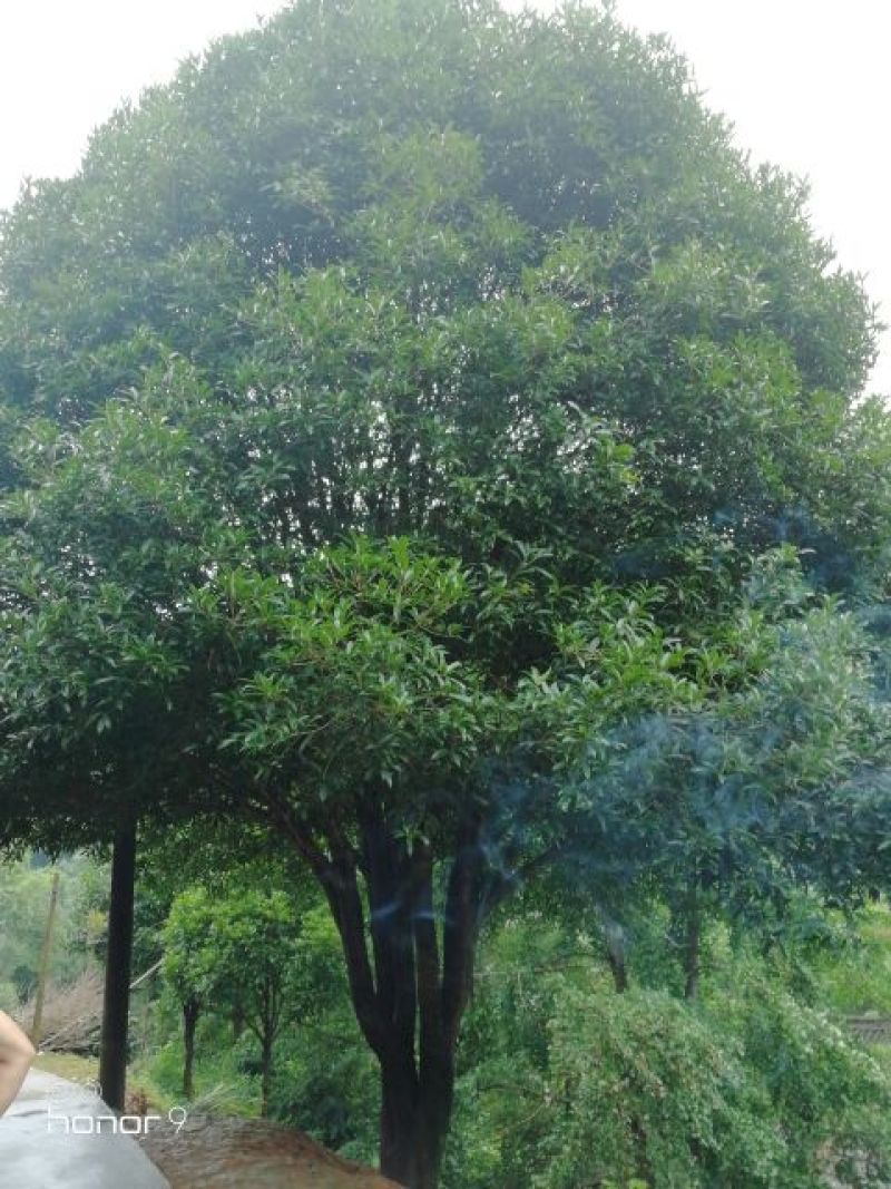 40桂花