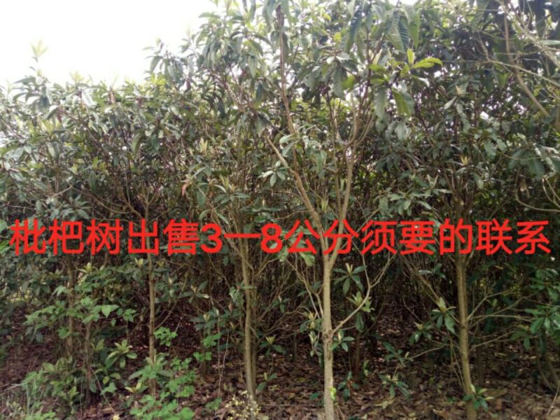 枇杷树，桃，柚，大小树出售