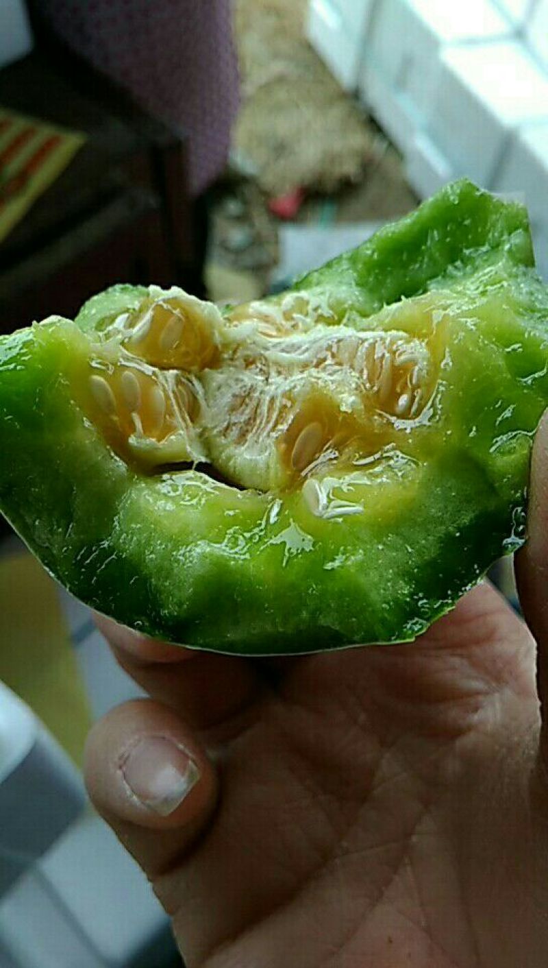博洋蜜瓜，3月初上市精品博洋9号皮薄脆甜