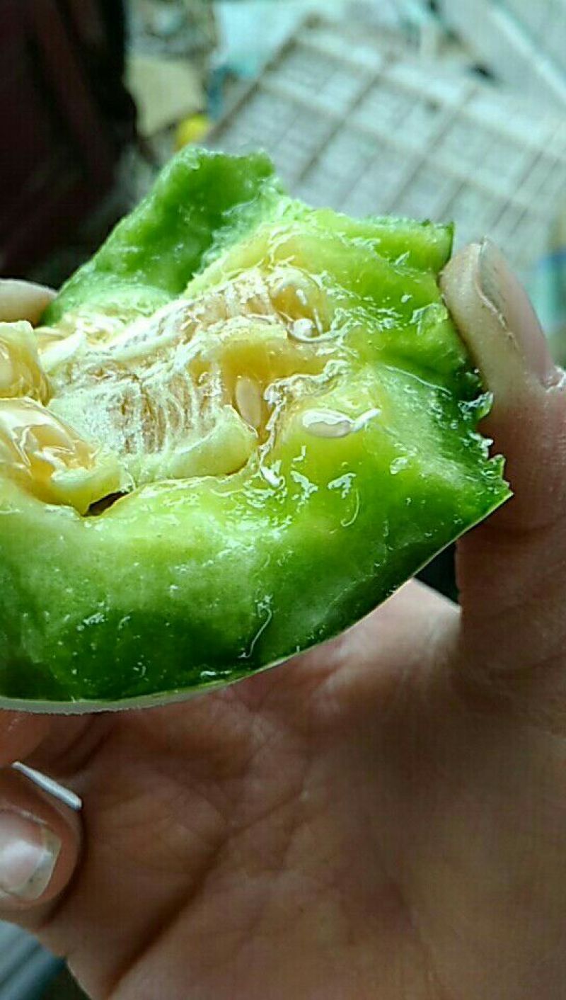 博洋蜜瓜，3月初上市精品博洋9号皮薄脆甜