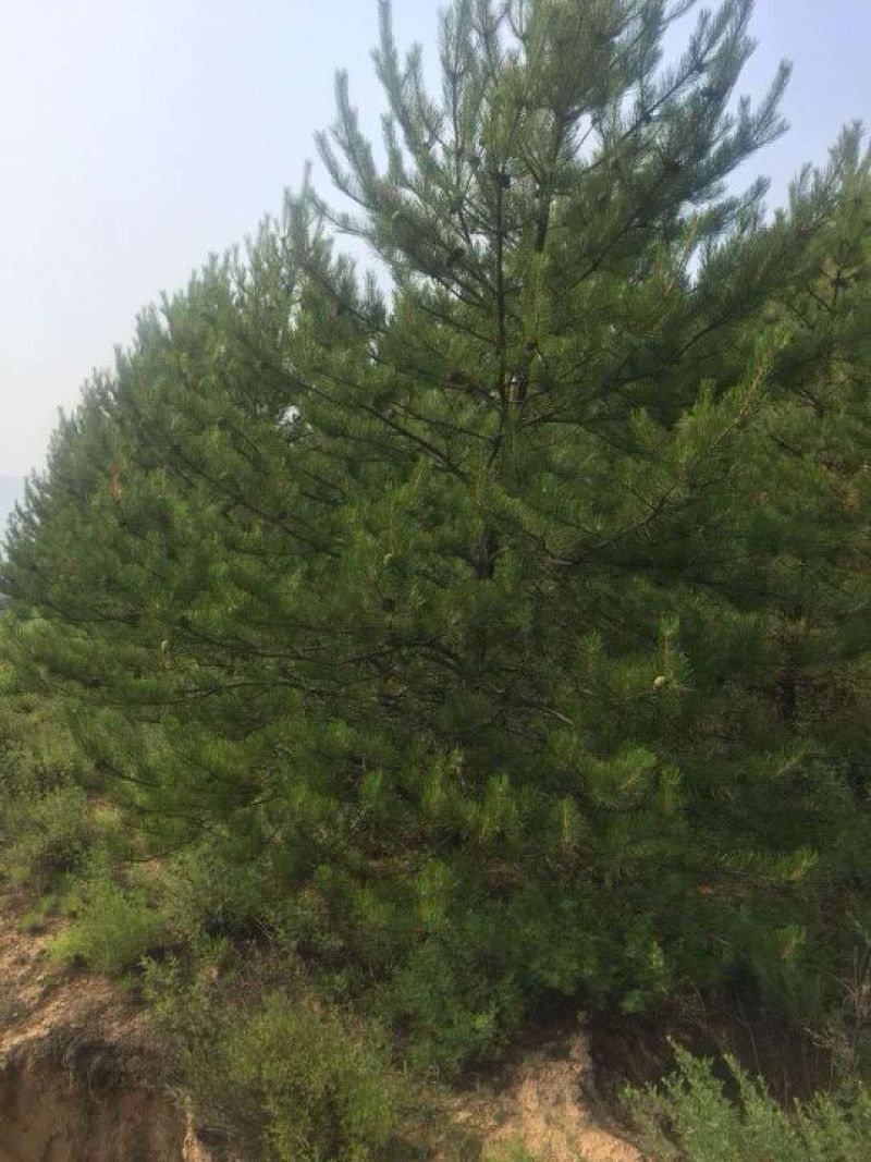油松