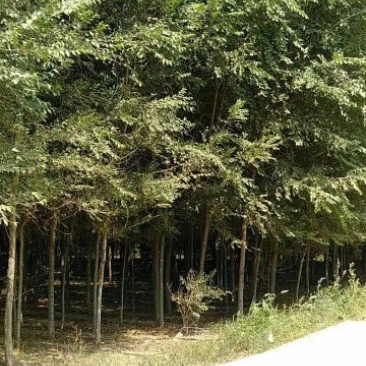榆树6~8cm4~6cm4m以上