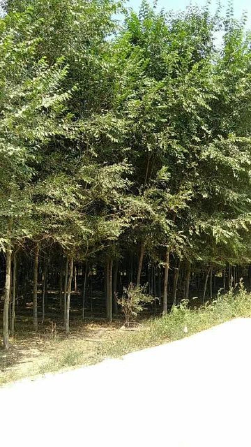 榆树6~8cm4~6cm4m以上