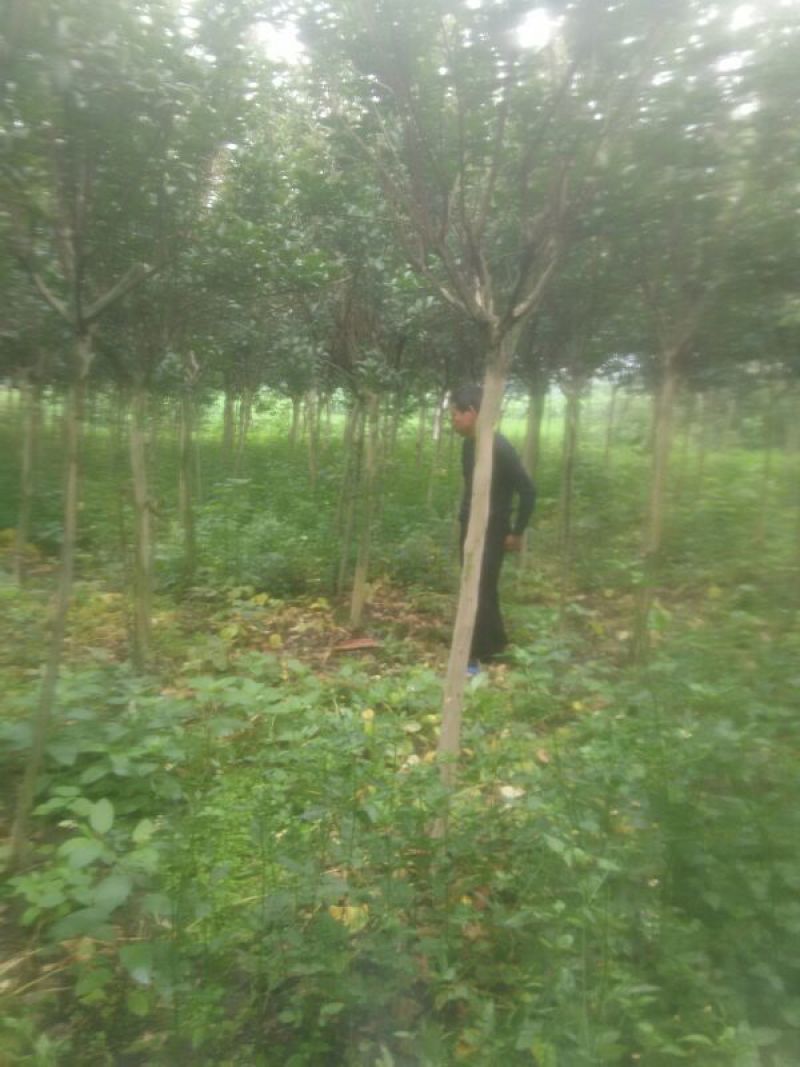 紫薇