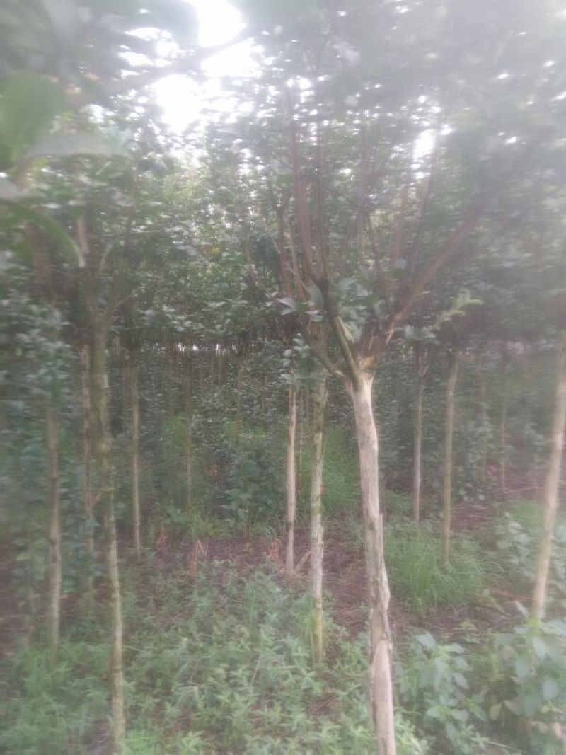 紫薇