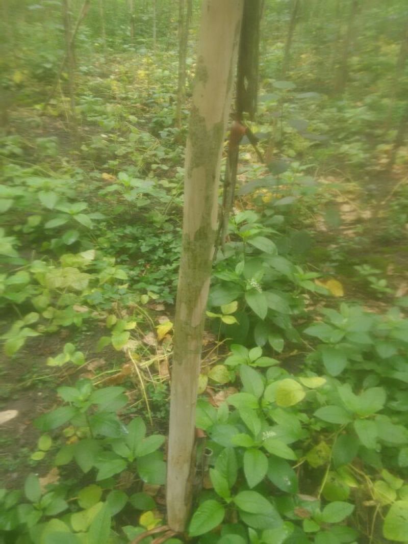紫薇