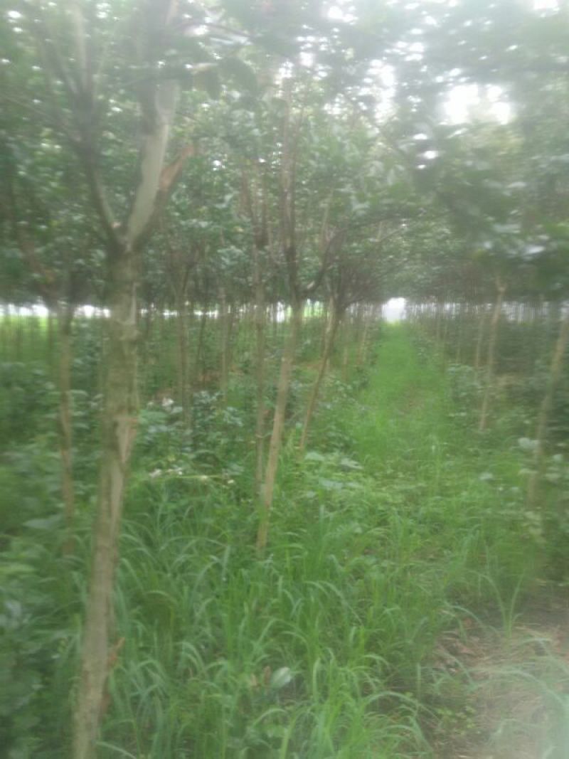 紫薇