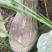 金韩蜜本南瓜基地直供精品一手货源