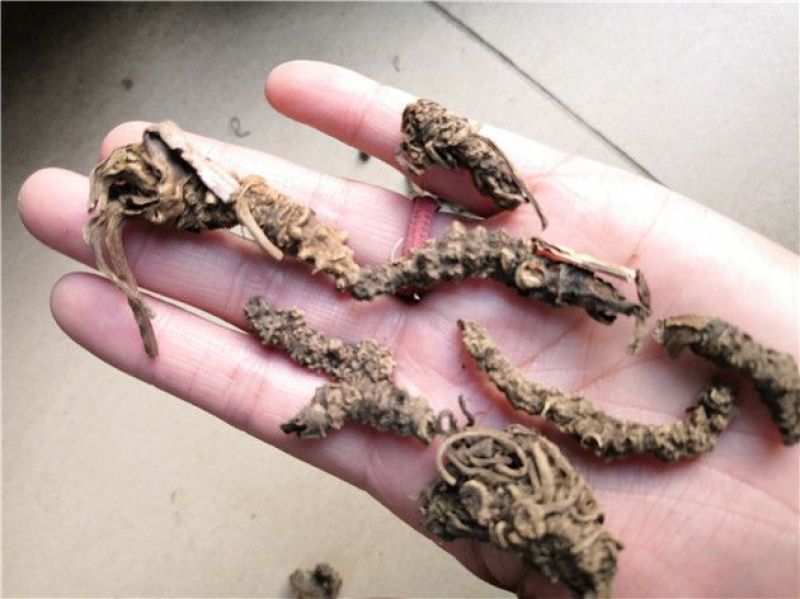 光缬草