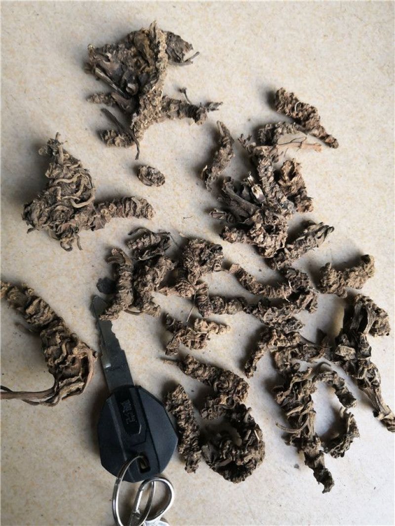 光缬草