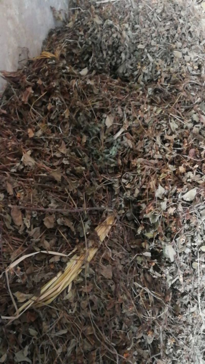 干鱼腥草纯野生