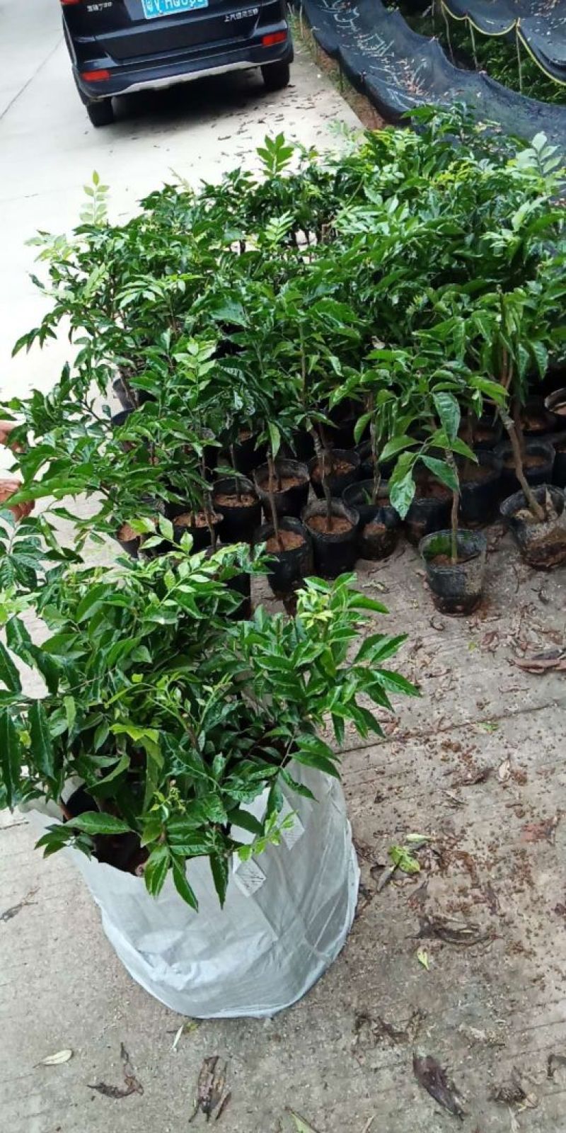 鸡心黄皮