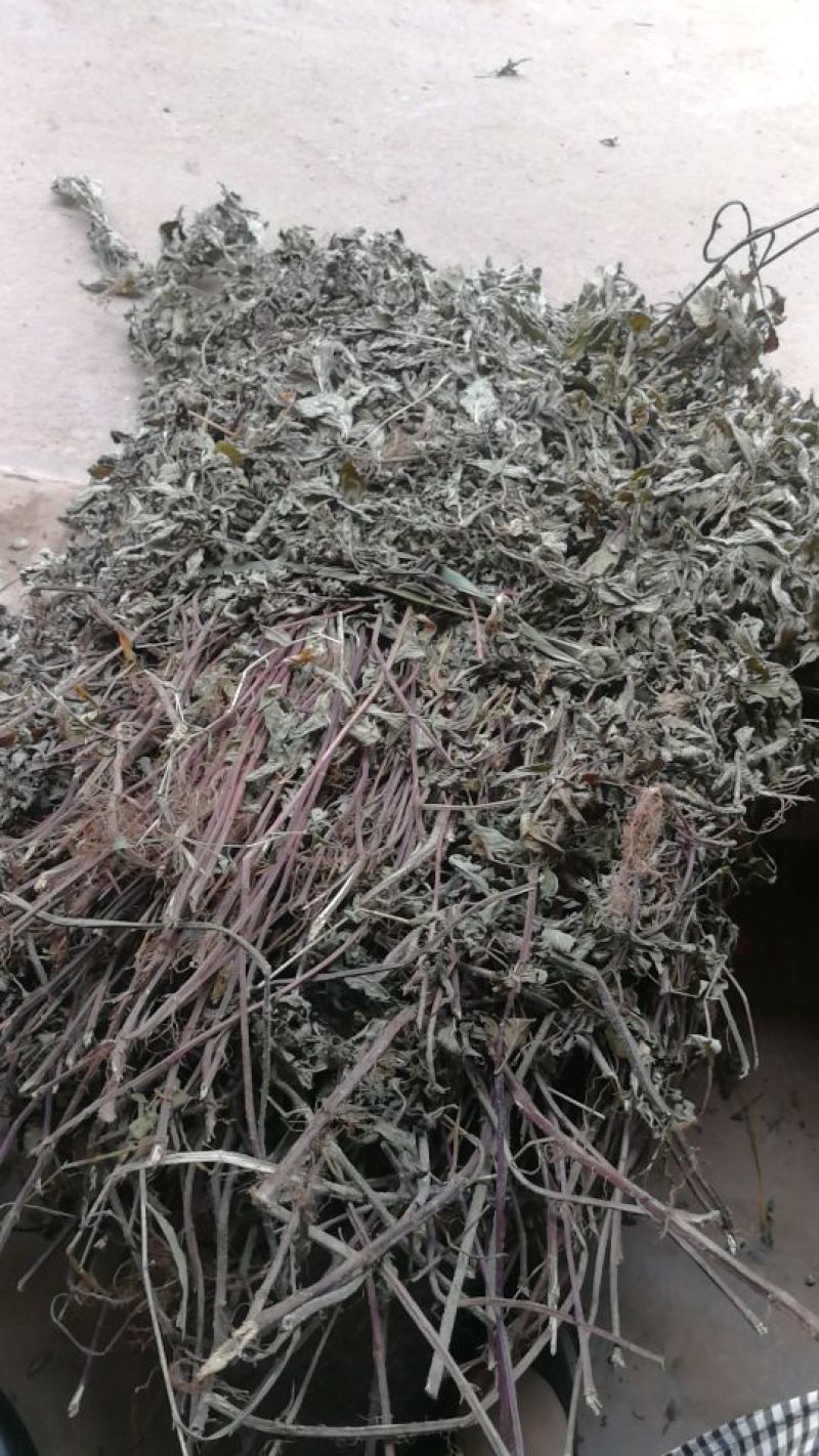 纯野生九成干叶多薄荷