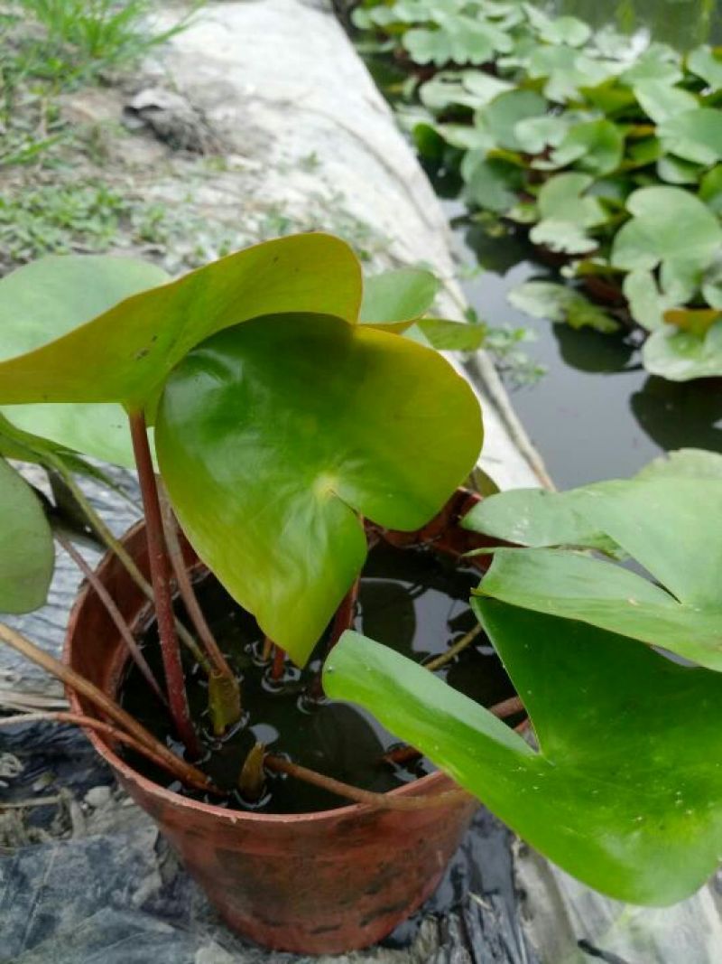 睡莲
