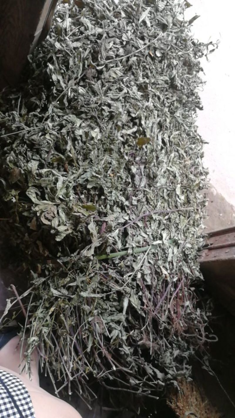 纯野生九成干叶多薄荷