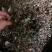纯野生金钱草干货