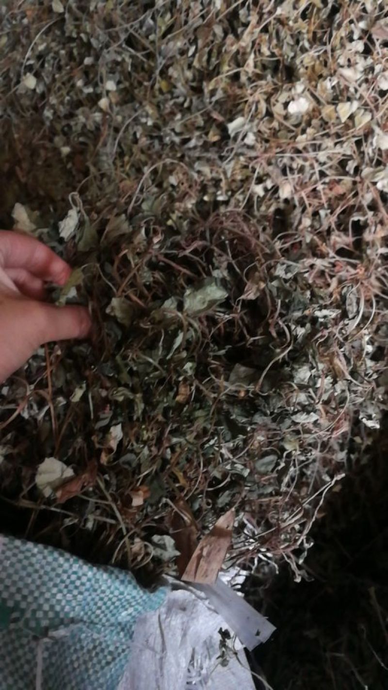 纯野生金钱草干货