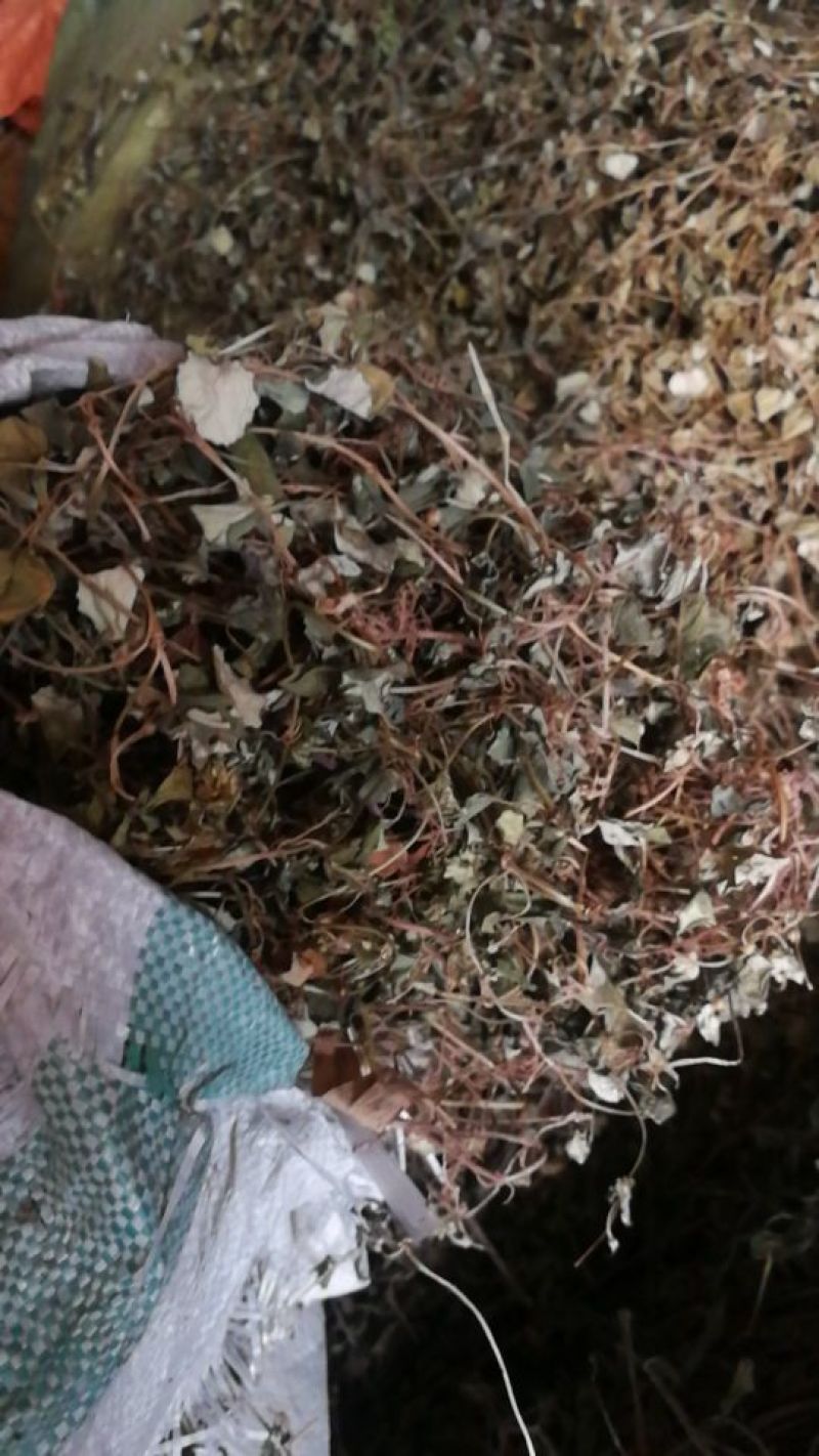 纯野生金钱草干货