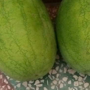 9号西瓜